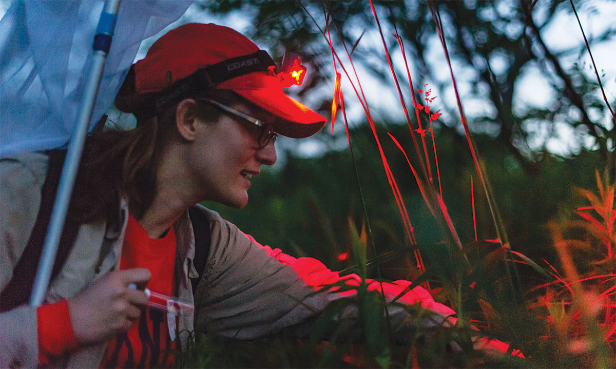 Lower reaches into the tall grass to reveal a partially hidden firefly female signaling to males