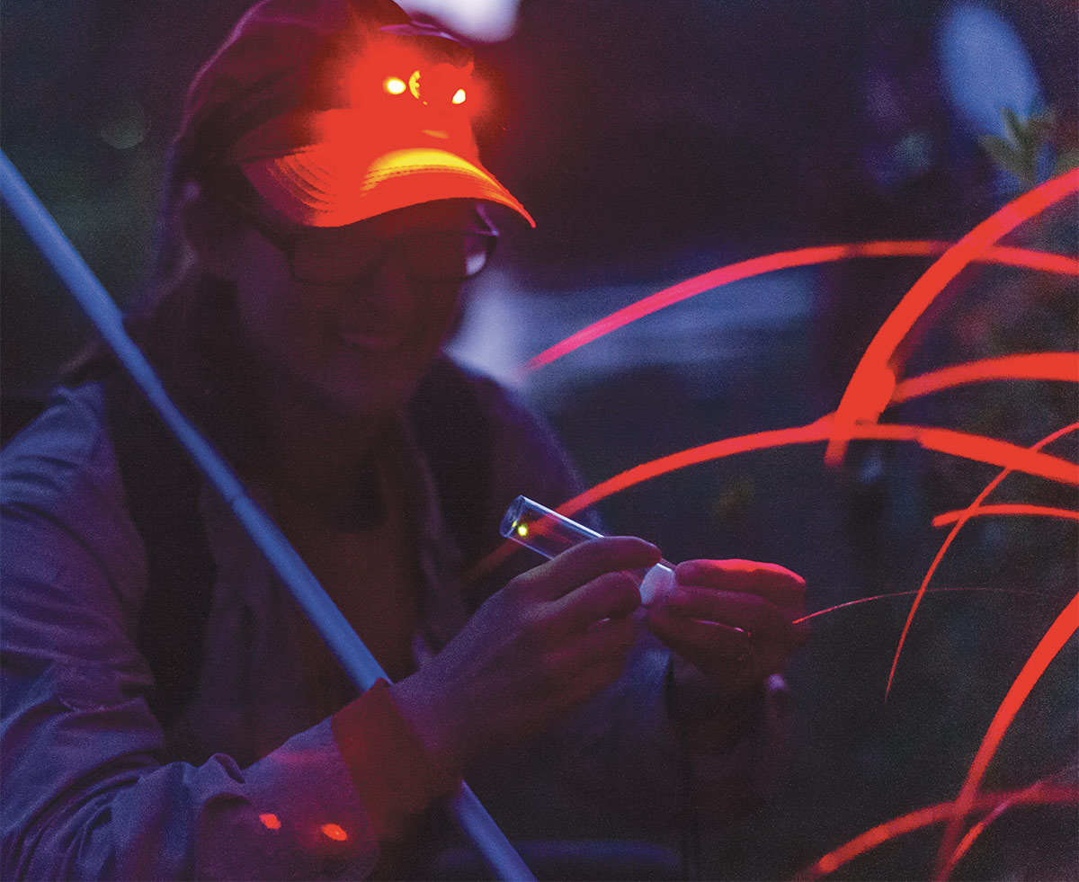 Wearing a red LED headlamp to minimize disturbance to the fireflies, Professor Sarah Lower places a firefly in a tube