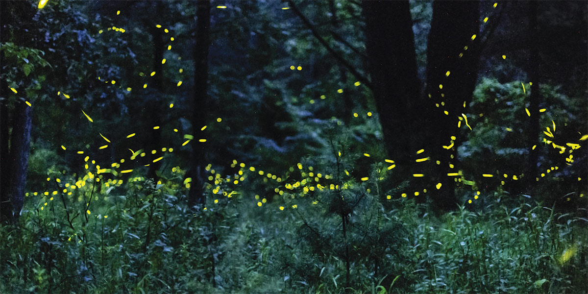 Time-lapse photo of the synchronized flashes of Photinus carolinus fireflies