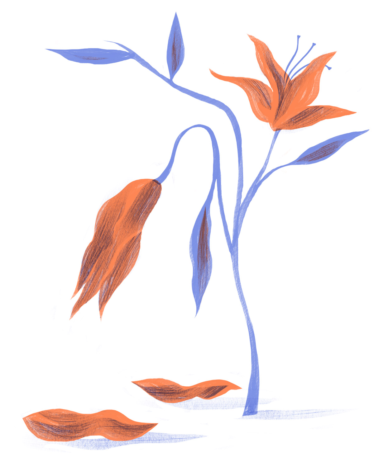Orange and purple illustration of a flower with fallen petals