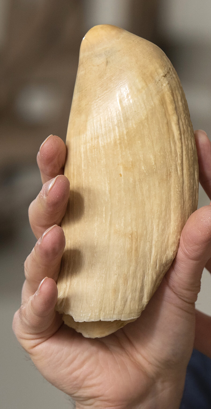 large sperm whale tooth