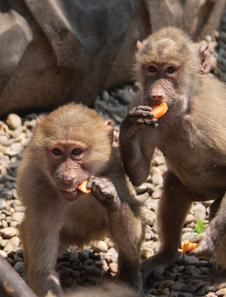 Hamadryas baboons nosh on carrot tops