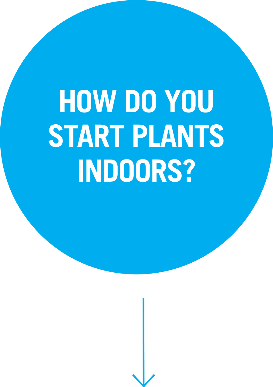 Question 2: How do you start plants indoors?