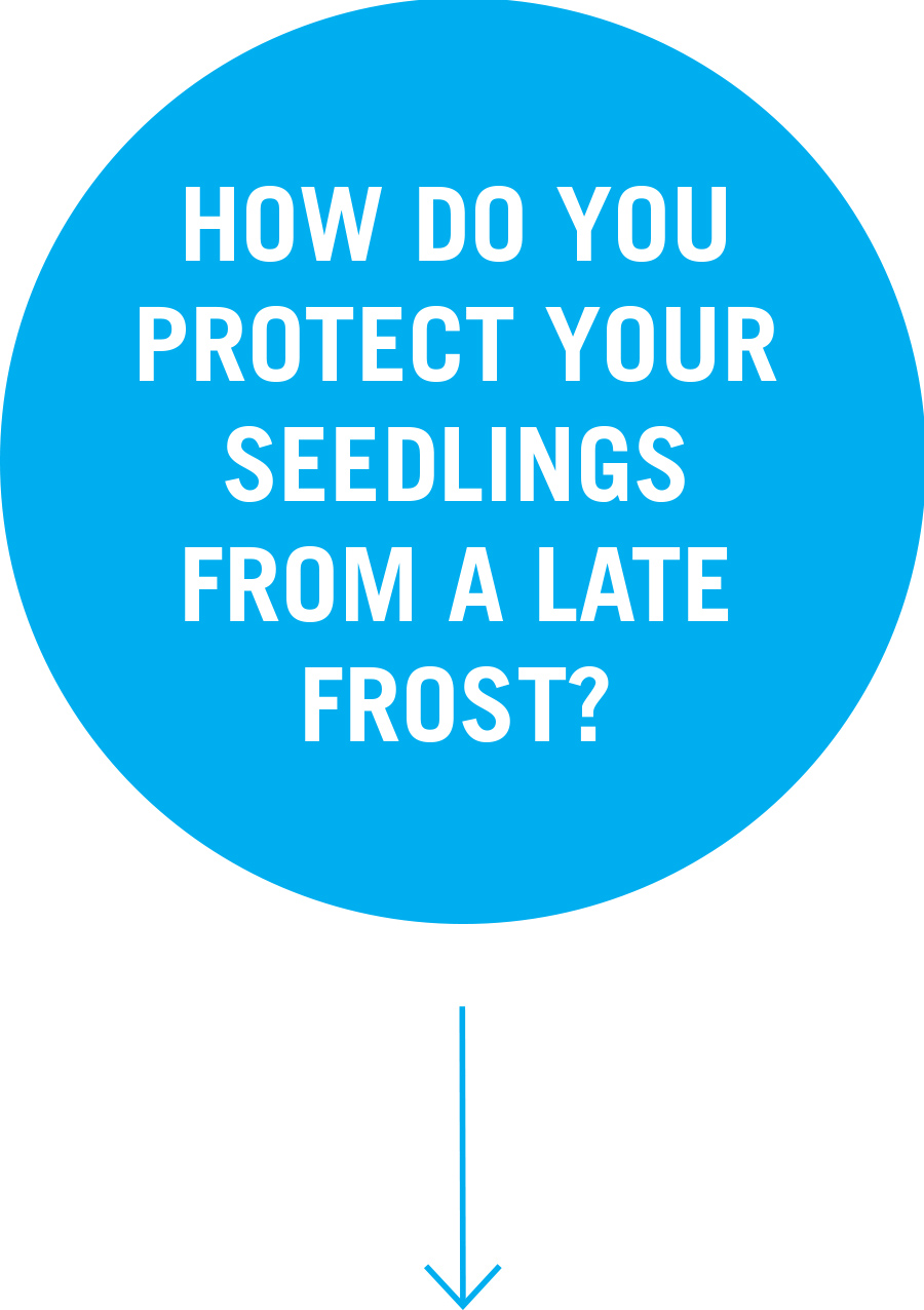 Question 4: How do you protect your seedlings from a late frost? 