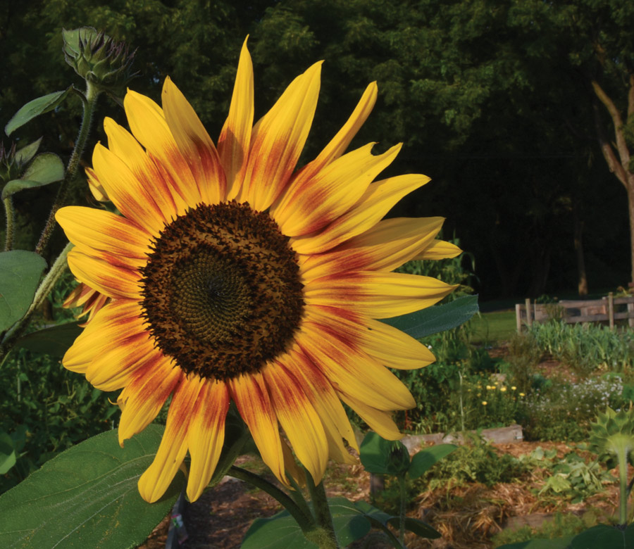 A sunflower at the Lewisburg Community Garden.
