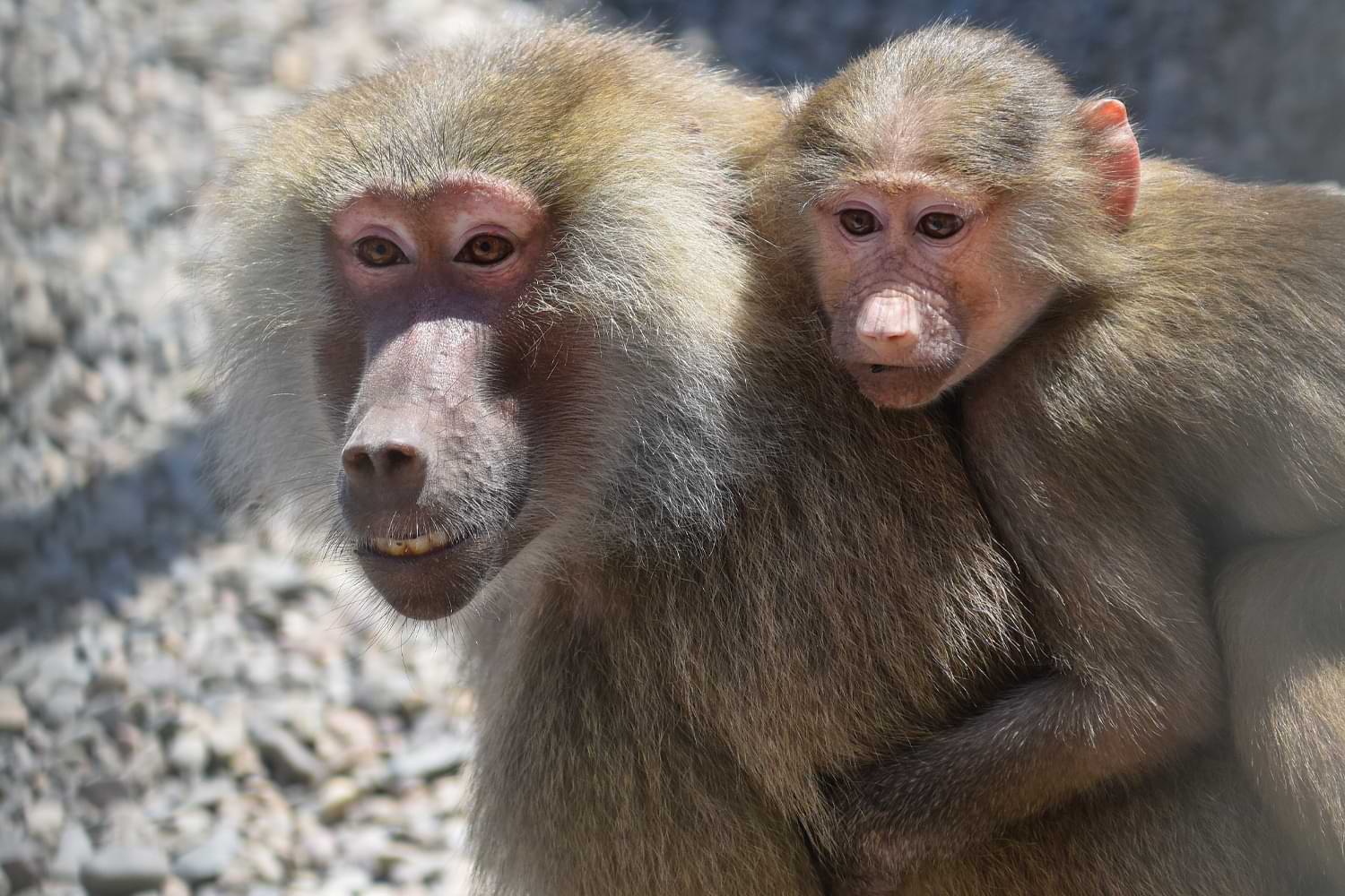 Close up image of Hamadryas baboon and its baby