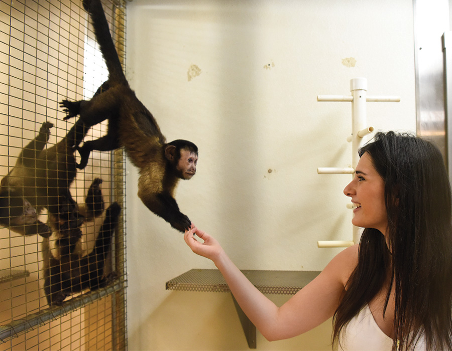 Student Cilicia MacArthur greeting capuchins at the Primate lab