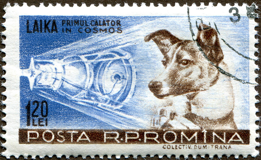 Soviet space dog Laika