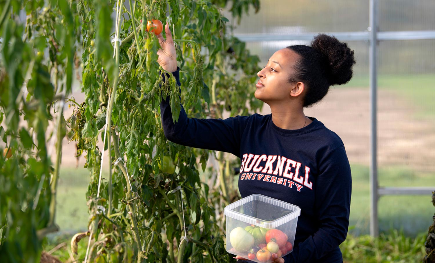 student Bitseat Getaneh picks a tomato from a vine