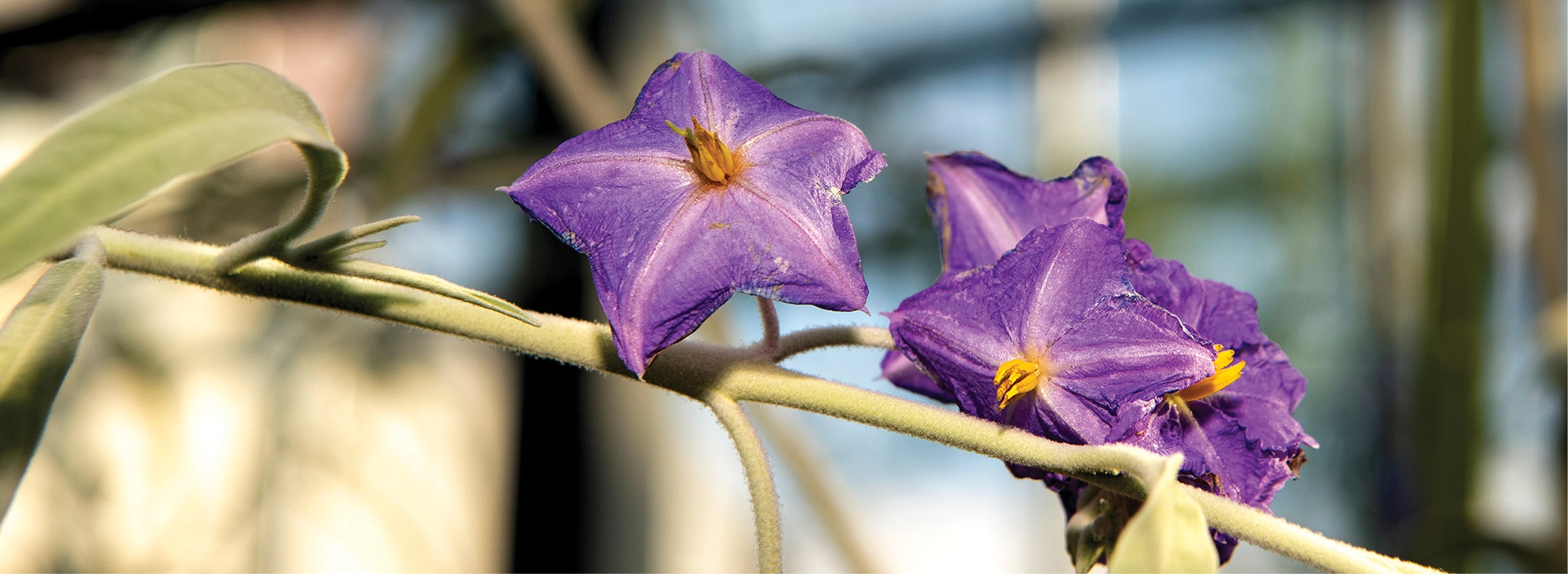 Solanum scalarium has an unusual ladder-like arrangement of prickles on its stems.