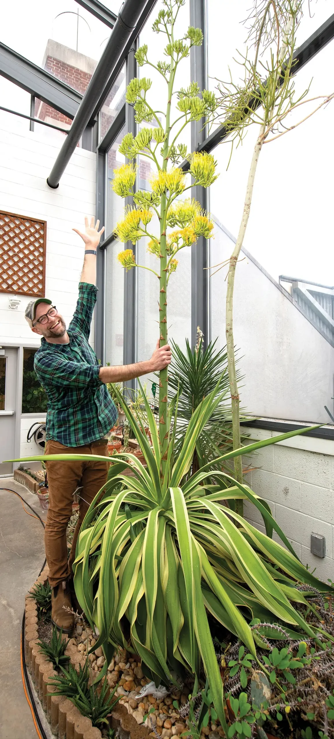 A marvel of nature, Bucknell’s century plant attracted many admirers, including Professor Chris Martine.