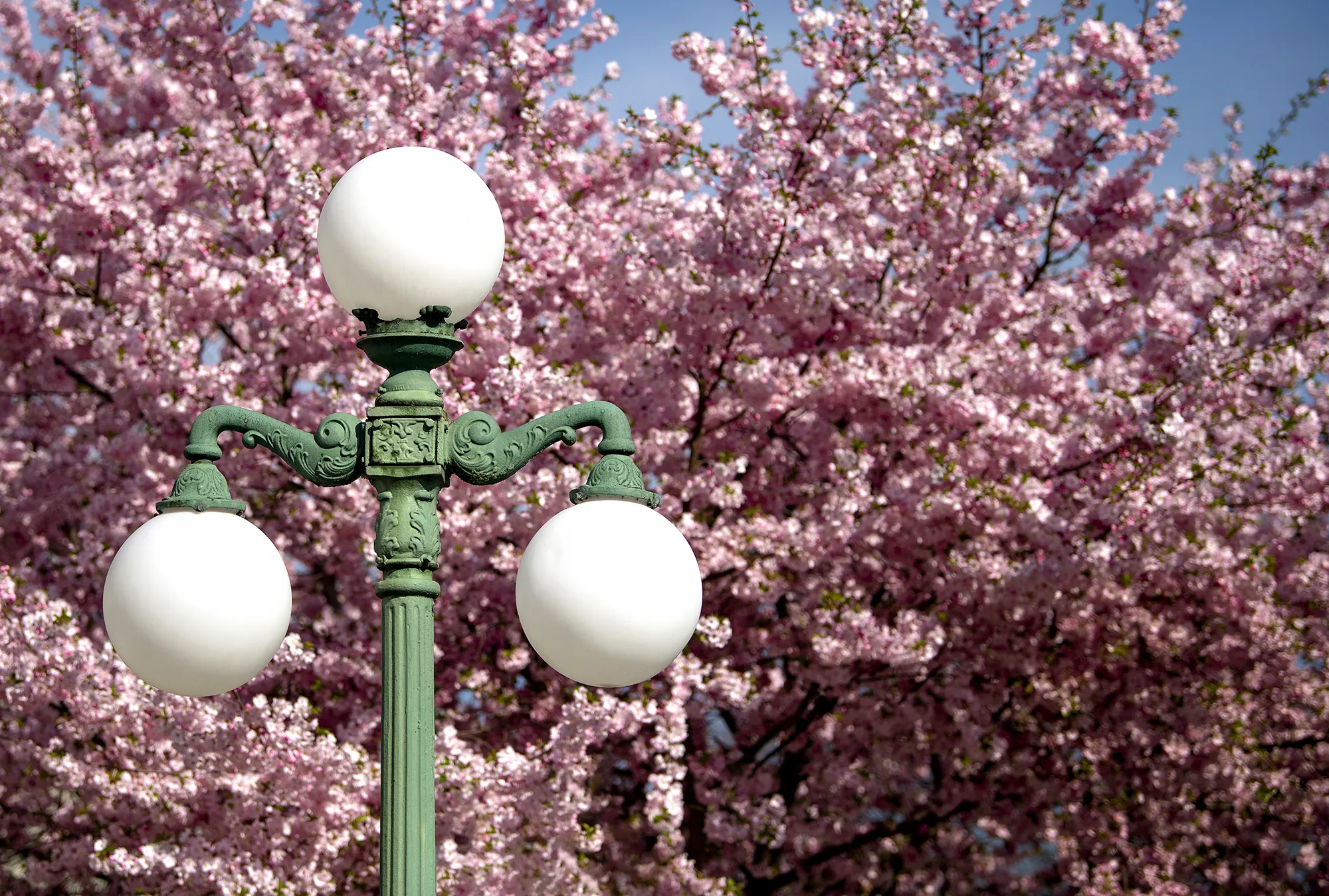Street Lamp and a blossom tree