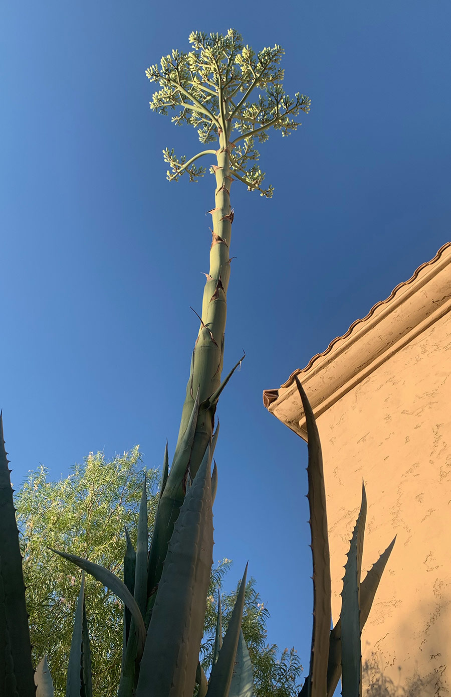 A picture of an agave tree