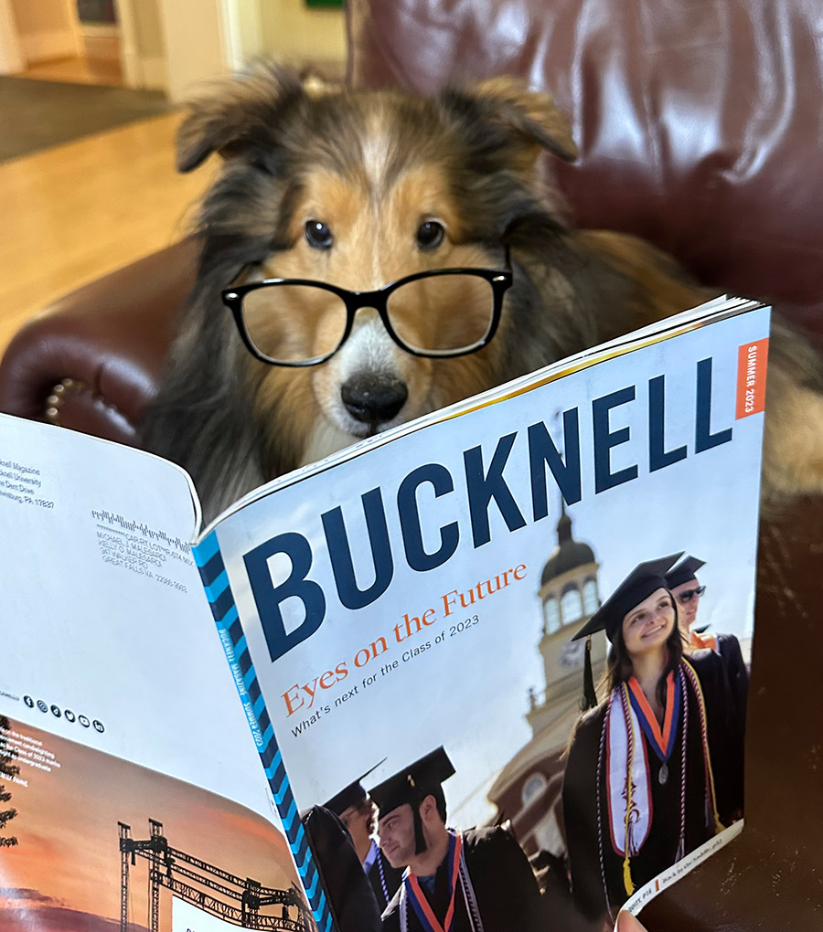 Shetland sheepdog with glasses looking at a Bucknell magazine